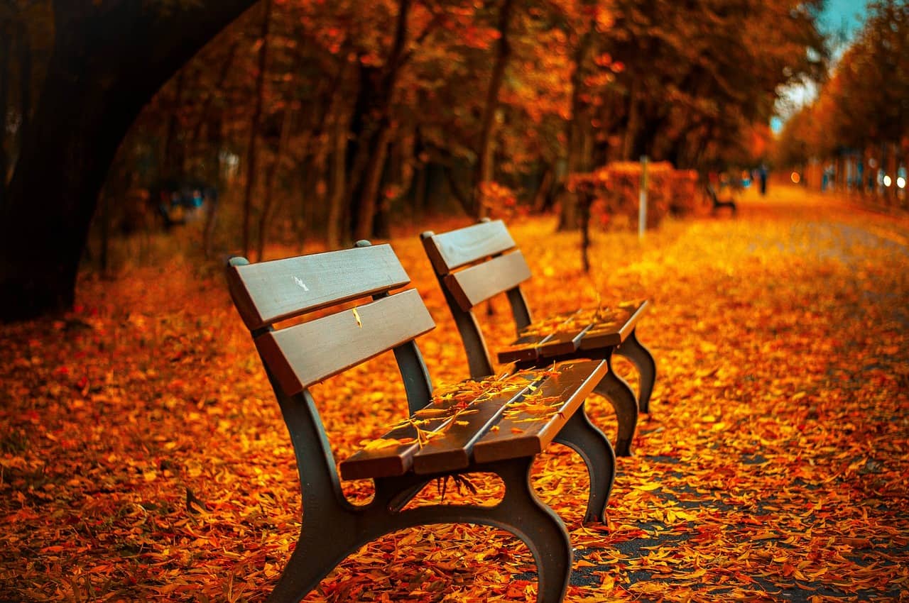 best fall activities - bench and yellow fallen leaves