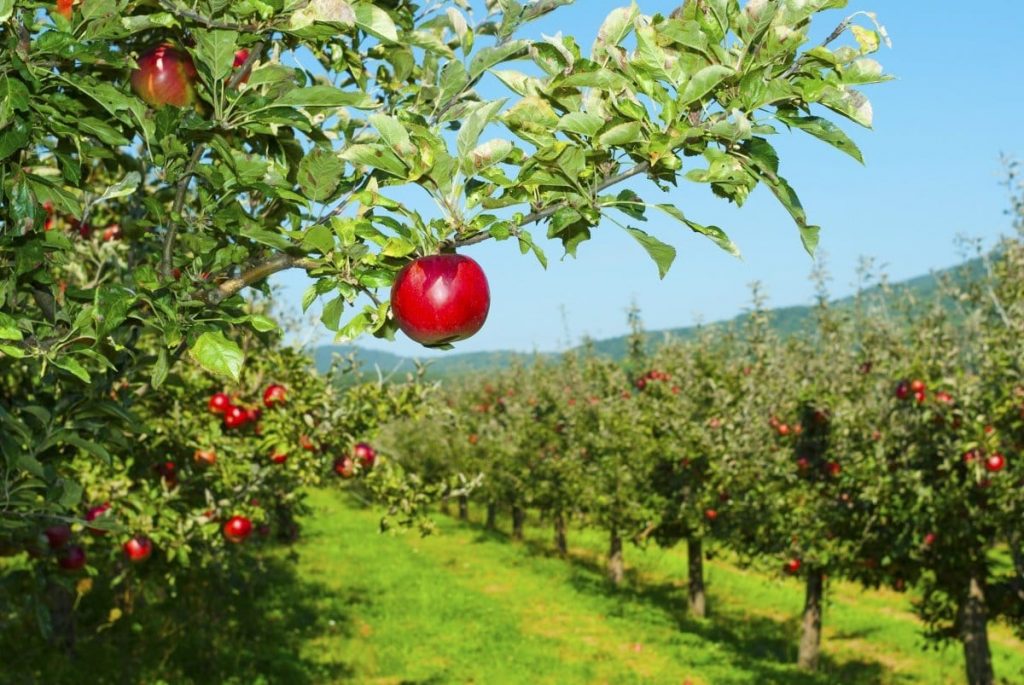 orchard apple tree line best fall activities picking apples
