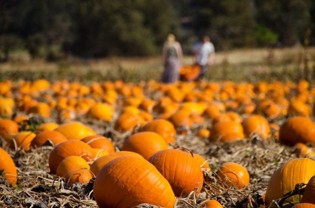 best fall activities pumpkin picking pumpkin field